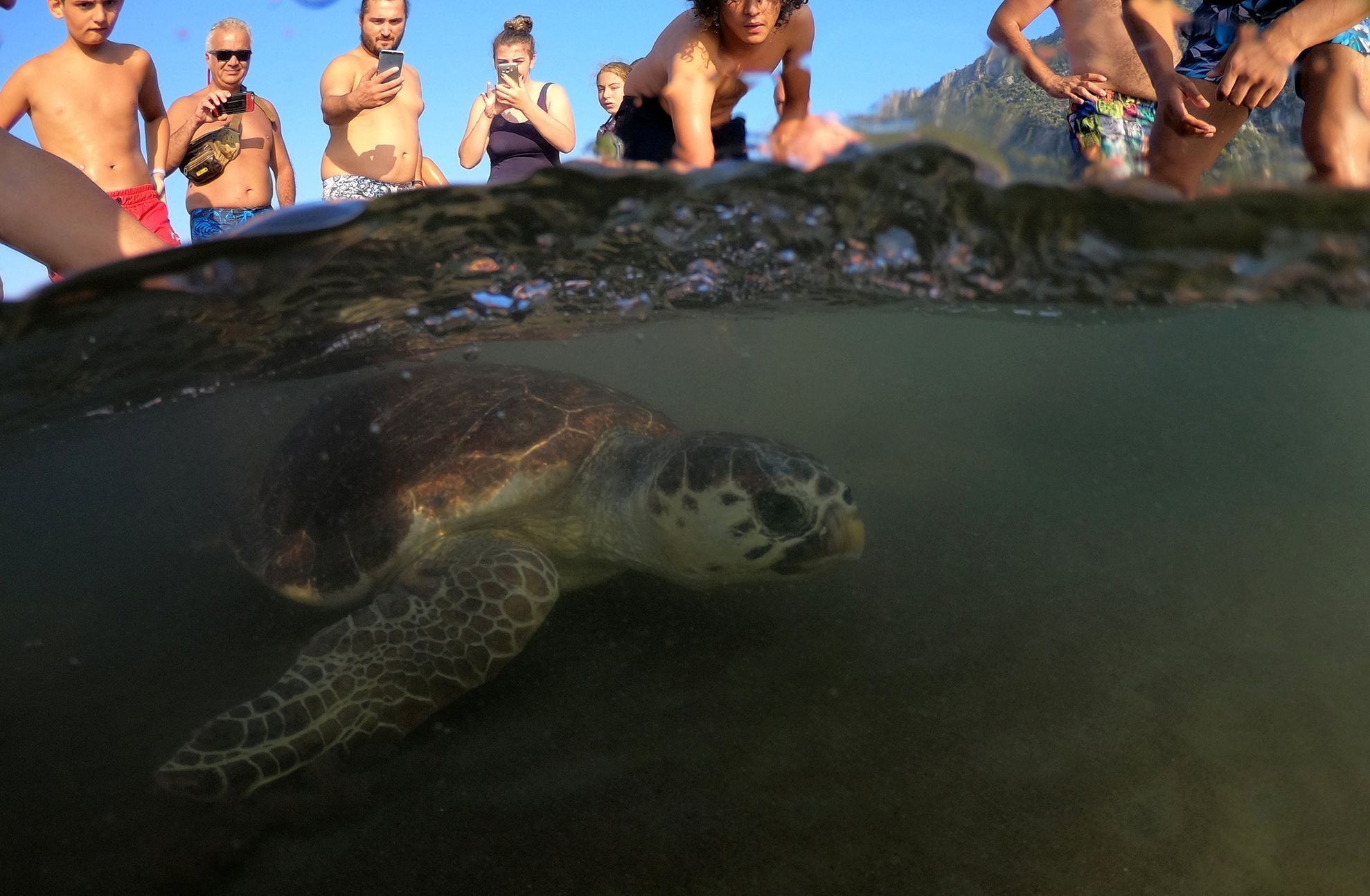 Fotogalerie / Jak se zachraňují mořské želvy v Turecku / Reuters / 7