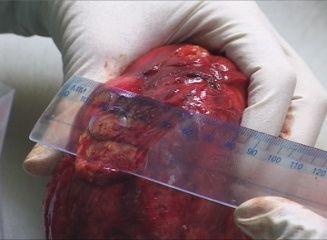 Histologie