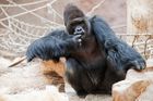 U Prahy má vzniknout záchytné centrum pro gorilí samce