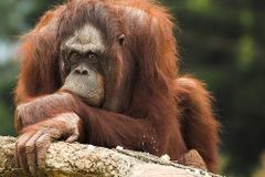 Australskou ZOO vyděsil uprchlý orangutan
