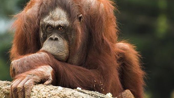 Vzácní orangutani na Borneu vymírají.