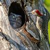 Finalisté soutěže Nikon Comedy Wildlife Awards 2024