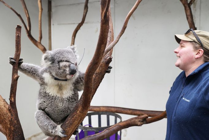 Záchrana zraněných koal v Austrálii.