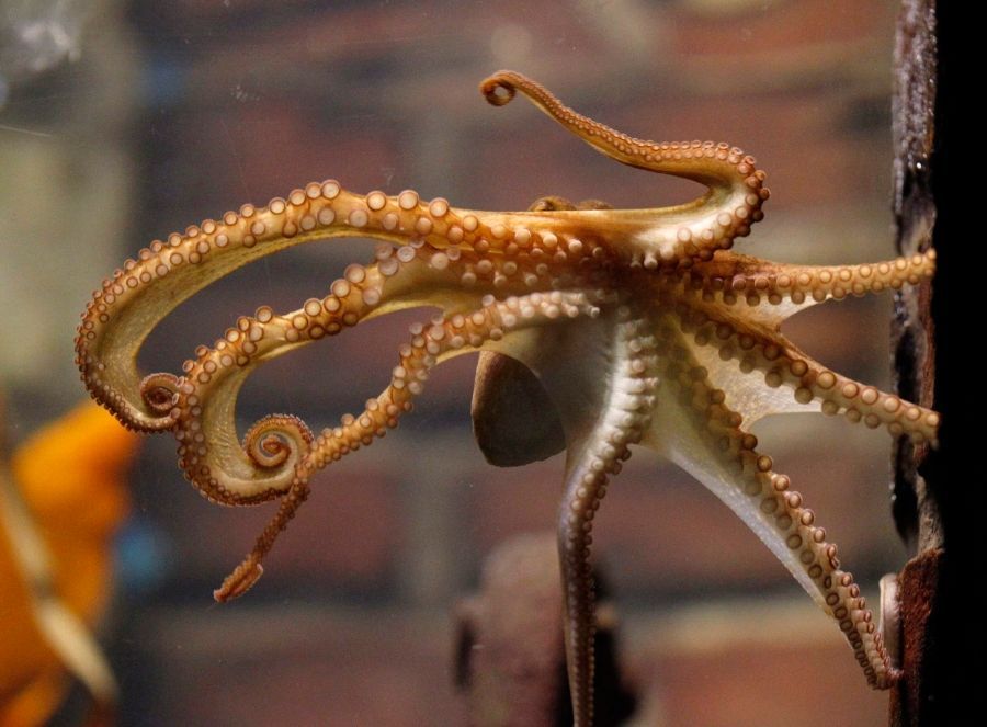 Německo má novou věšteckou chobotnici: Paula druhého