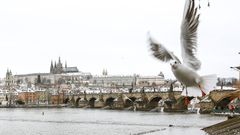 Ilustrační foto, zima, doprava, Praha, holub, racek, práci, Pražský Hrad, Karlův most, panorama