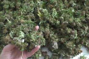 Pražští policisté zabavili 45 kg marihuany