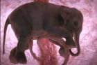 Zvířata v děloze: Jak vypadá nenarozený pes, slon či delfín?
