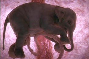 Zvířata v děloze: Jak vypadá nenarozený pes, slon či delfín?