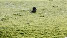 A boy swims swims in the algae-filled coastline of Qingdao, Shandong province July 3, 2013. REUTERS/Stringer (CHINA - Tags: ENVIRONMENT SOCIETY TPX IMAGES OF THE DAY) CHINA OUT. NO COMMERCIAL OR EDITORIAL SALES IN CHINA Published: Čec. 3, 2013, 3:20 odp.