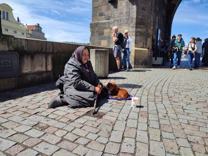 Žebráním na ulici shání finance i důchodkyně Marie. Pro svého psa Toma dle svých slov z peněz vydělaných na ulici zaplatila všechna potřebná očkování i čipování.