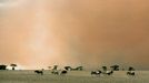 Wildebeests in Sand Storm on Plain, Kenya