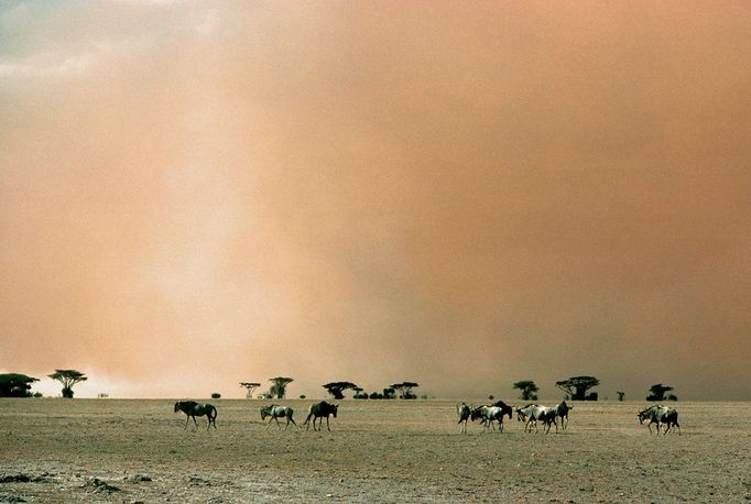 Wildebeests in Sand Storm on Plain, Kenya