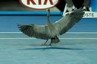 VIDEO Zpestření Australian Open. Na kurtu přistála volavka