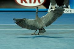 VIDEO Zpestření Australian Open. Na kurtu přistála volavka