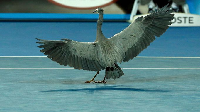 Pták na Australian Open 2016