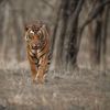 Vladimír Čech fotografuje indické tygry