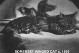 Okřídlené kočky se vyskytovaly i v minulosti