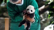 panda