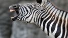 Zebra v hamburské zoologické zahradě Tierpark Hagenbeck zdraví návštěvníky.