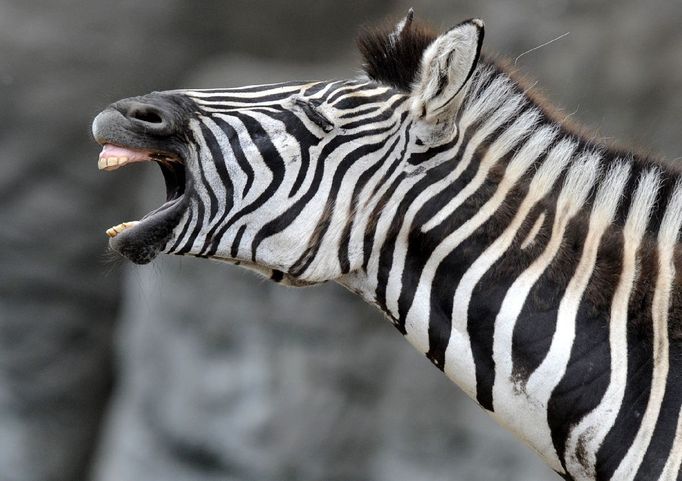 Zebra v hamburské zoologické zahradě Tierpark Hagenbeck zdraví návštěvníky.