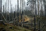 Tvář národního parku v létě 2022 změnil ničivý požár.