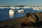 Vědci zanášejí do Antarktidy invazní druhy rostlin