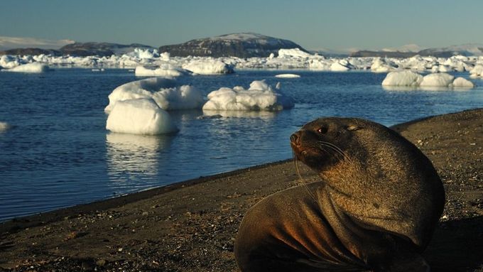 Invazní druhy mohou ohrozit křehký ekosystém Antarktidy.