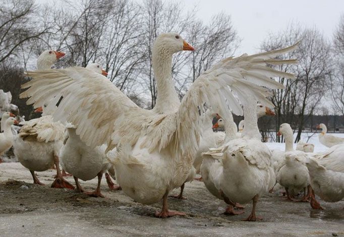 Husy dostaly výjimku od veterinářů a mohou být zatím venku. "Jestli je zavřeme na dlouho do temných hal, sežerou se navzájem," obává se Miloš Roule, vedoucí husí farmy.