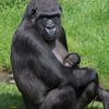 Mládě gorily v pražské zoo