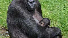 Mládě gorily v pražské zoo