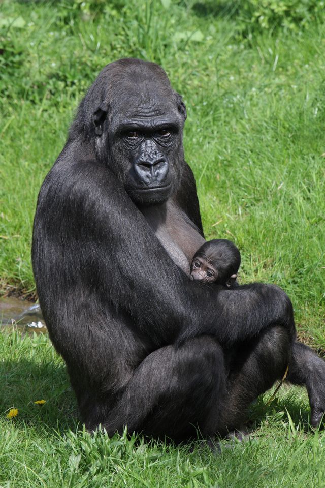 Mládě gorily v pražské zoo