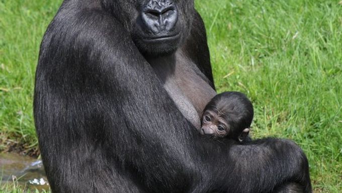 Je mládě gorily v pražské zoo kluk, nebo holka?