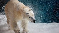 Polární medvěd ze sebe v St. Felicienské ZOO setřásá vodu