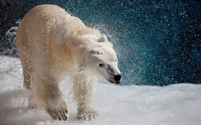 Polární medvěd ze sebe v St. Felicienské ZOO setřásá vodu. Protože lední medvědi přicházejí o své přirozené prostředí, stará se o ně kanadská vláda se zvláštním zřetelem.