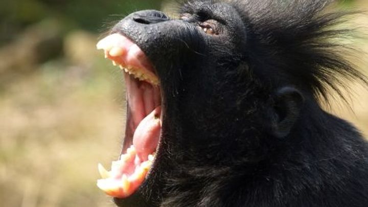 Z děčínské zoo utekl samec makaka chocholatého, může být nebezpečný; Zdroj foto: ZOO Děčín