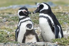 Mizí tisíce samic tučňáků. Při náročné cestě za potravou nacházejí smrt