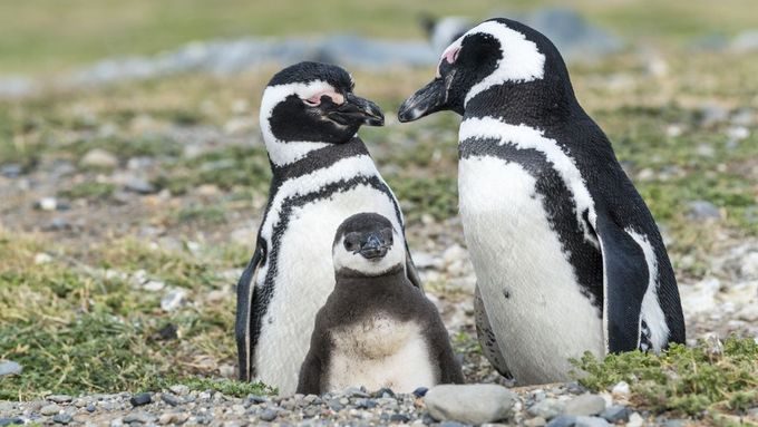 Idylický snímek rodiny tučňáka Magellanova. Tisíce samiček se však do hnízdišť v Patagonii již nikdy nevrátí.