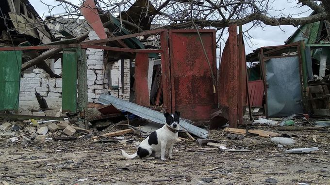 Záchranáři zvířat na Ukrajině jsou zavaleni prací a starostmi, jestli oni sami válku přežijí. S evakuací zvířat pomáhají dobrovolníci, jsou místa, kam se pomoc nedostane.