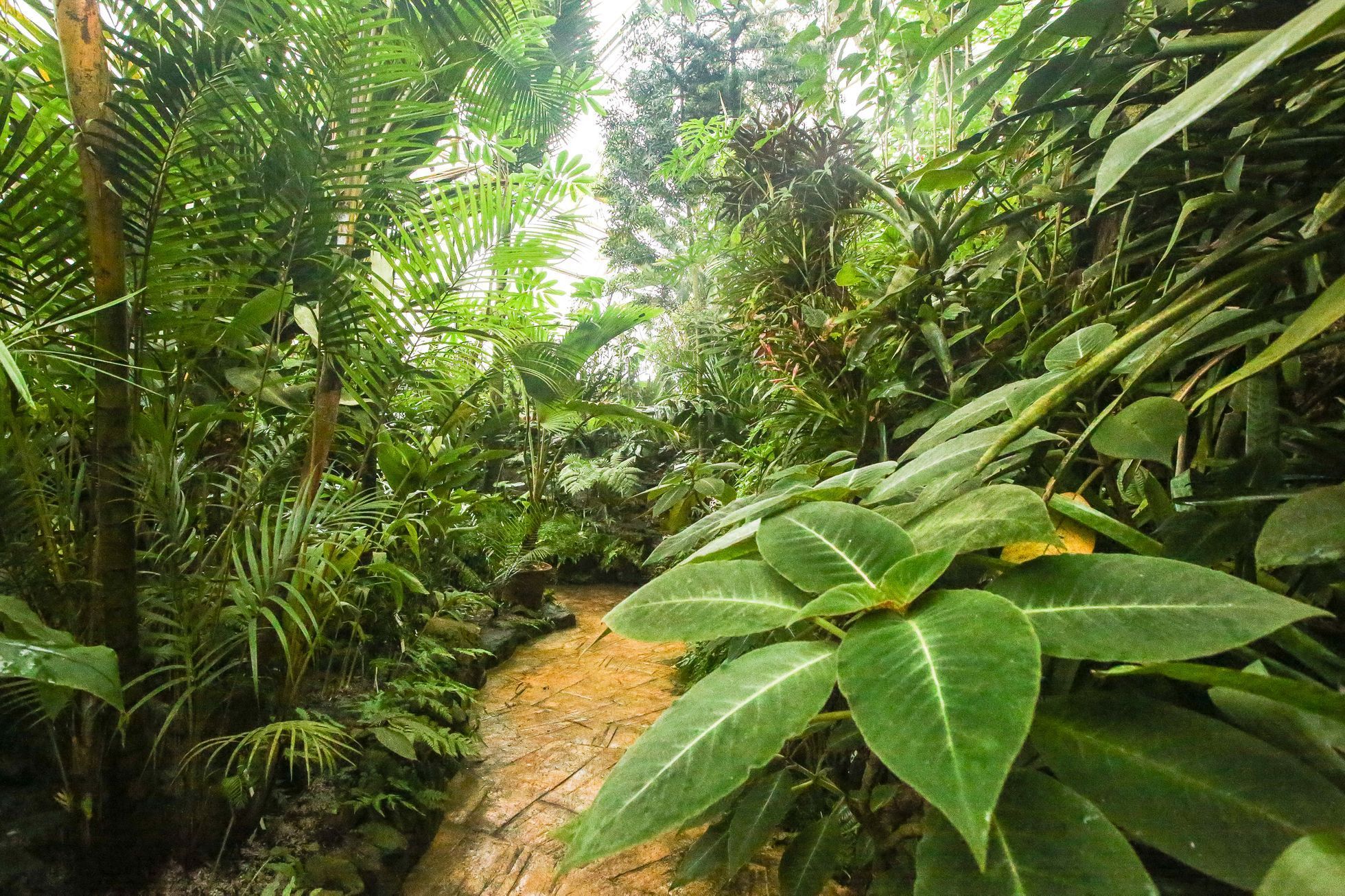 Botanická zahrada v pražské Troji, skleník Fata Morgana, květiny, pěstování, rostliny, příroda, botanik