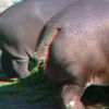 ZOO 3D