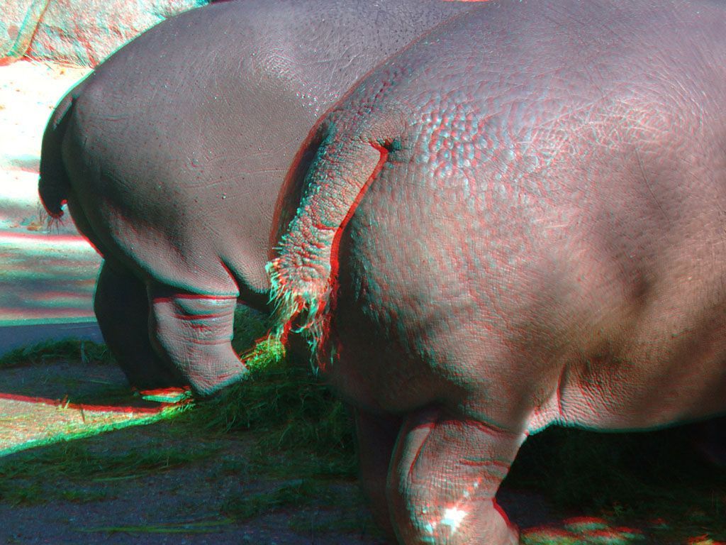 ZOO 3D