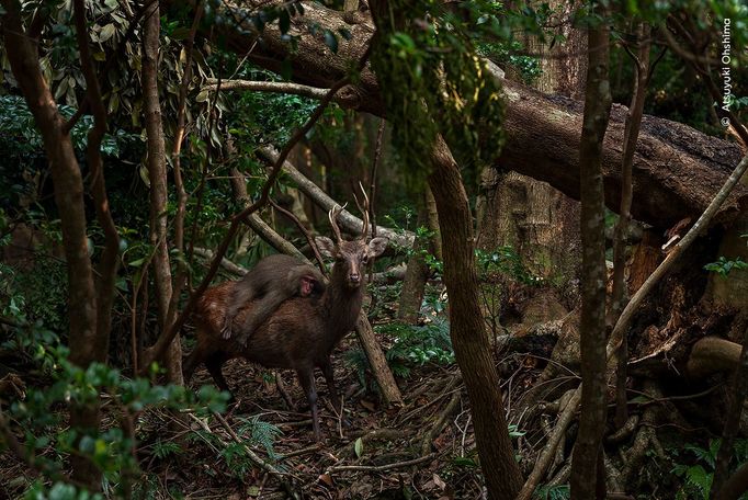 Fotografie ze soutěže Wildlife Photographer of the Year 2023