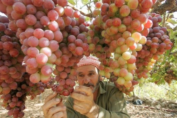 Palestinec sklízí úrodu