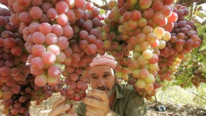 Palestincům se  během roku šmita daří. Zájem o jejich úrodu je ze strany izraelských obchodníků obrovský.