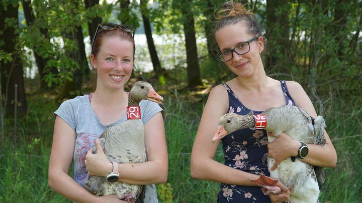 Obrazem: Ornitologové značili husy velké. Rentgen odhalil broky ve třetině z nich; Zdroj foto: Archiv Michala Podhrázského