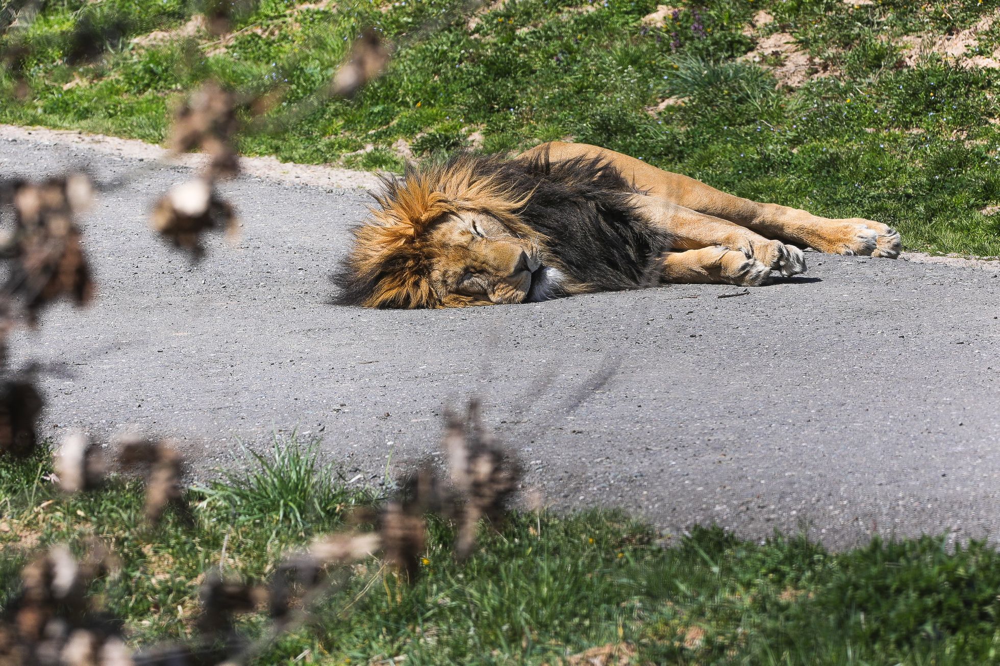 Uzavřená Zoo Dvůr Králové kvůli nouzovému stavu