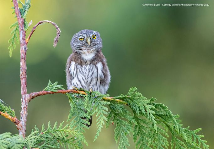 Vtipné fotky zvířat: Comedy Wildlife Photography Awards 2020