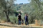 Farmář Filippo Legnaioli (vlevo) mezi uschlými olivovníky v Greve in Chianti. "Od března doteď pořádně nezapršelo," popisuje.