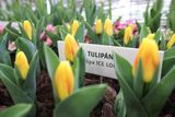 Tulipány, kterých je zde zastoupeno hned několik druhů.