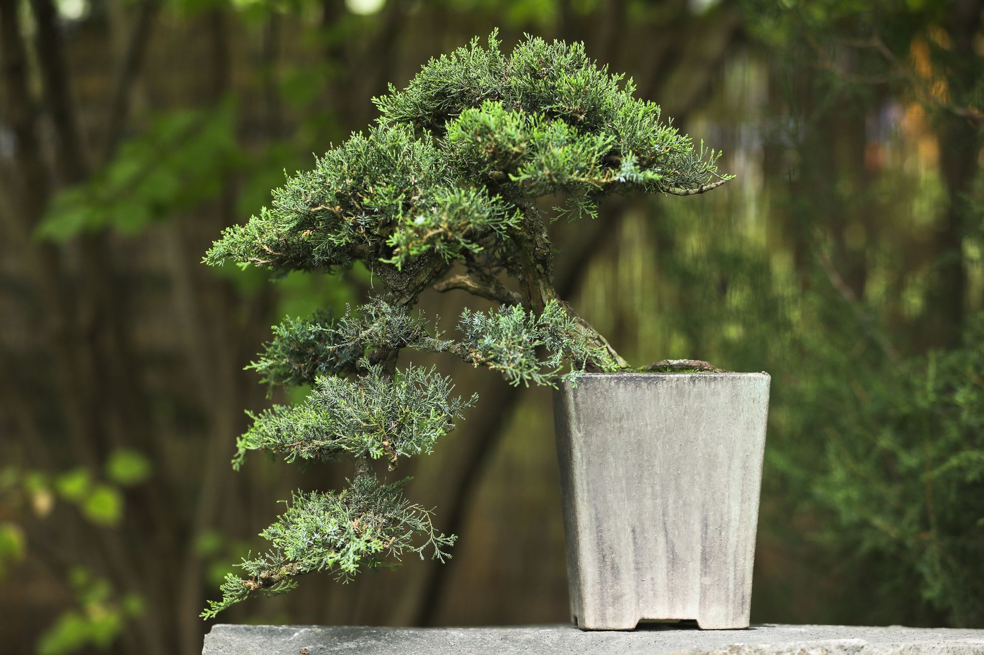 Nejlepší české bonsaje - výstava, Botanická zahrada